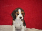   tata Beagle!!