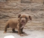 Americk Pitbull terir..