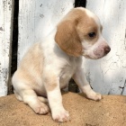  462/5000 Zdrav tata beagle