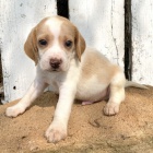  462/5000 Zdrav tata beagle