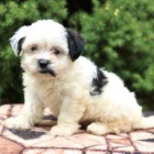 Hrav Shih Tzu