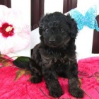 Okouzlujc Cavapoo