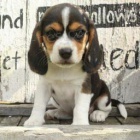 Docela beagle