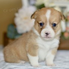 krsn okovan tata Pembroke Welsh Corgi