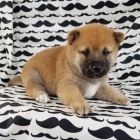 Zdrav tata shiba inu