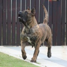 Dogo canario