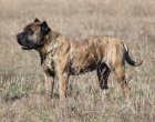 Dogo canario