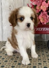 Okovan tata King Charles Spaniel.