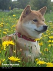 Shiba inu