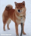 Shiba inu