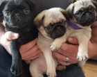 Mops štěňata / Mops štěňata