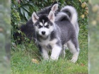 Fantastick Sib. Husky (eny a mui)