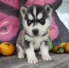Sibiřský Husky - štěňata
