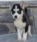 husky,hasky, haski 