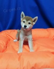 Shiba Inu tata 12 tdn  