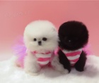 Beautiful Spitz Pomeranian puppies for rehome