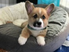 Houevnat tata Pembroke Welsh Corgi