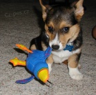 Houevnat tata Pembroke Welsh Corgi