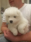 Okouzlujc tata samojed