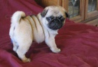 Rozkon tata Pug; ',