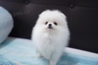 nádherný bílý pomeranian