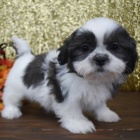 tata shih tzu na prodej