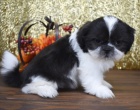 štěňata shih tzu na prodej
