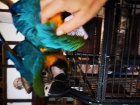 Prokázaná chovná dvojice modré a zlaté macaws Muž 9 let žena 7 let velmi poučný a zvyklý na lidi