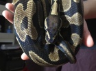 python potebuje nov domov, velmi nalhav, dn poplatky za adopci