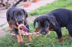 Štěňata Dobermann jsou nyní k dispozici