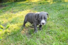 tata Pit Bull jsou k dispozici k adopci