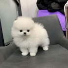 Pomeranian tata k dispozici k adopci