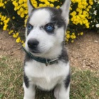 Nádherný sibiřský husky
