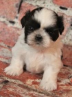 Krásná a zdravá štěňata Shih Tzu na prodej.