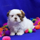 Nádherný muž a žena Shih Tzu