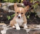 Houevnat tata Pembroke Welsh Corgi