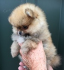 POMERANIAN