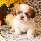 Rozkon Shih Tzu