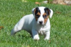 Jack Russell terir tata na prodej.