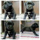 tata Cane corso
