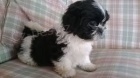 štěňata shih tzu