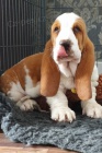 Basset Hound tata