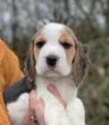 Beagle štěňata připravena