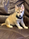 Sibiřský husky štěňata