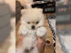 Pomeranian medvdek tn
