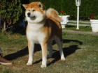 Japonsk akita tata