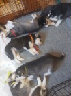 Modré a hnědé oči štěňata sibiřského huskyho jako dárek.