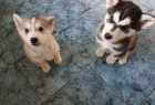Modr a hnd oi tata sibiskho huskyho jako drek.