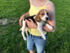 Sladk krsn miminka tata Beagle na prodej