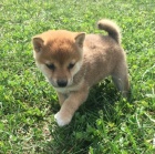 shiba inu